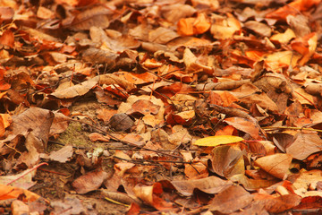 Background from yellow leaves. Beautiful autumn