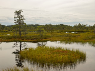 Fototapeta na wymiar bog landscape with small bog pines, grass, moss and dark bog lake