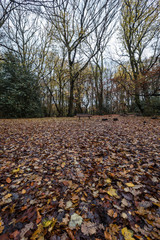 Autumn leaves form a carpet in a park in London.