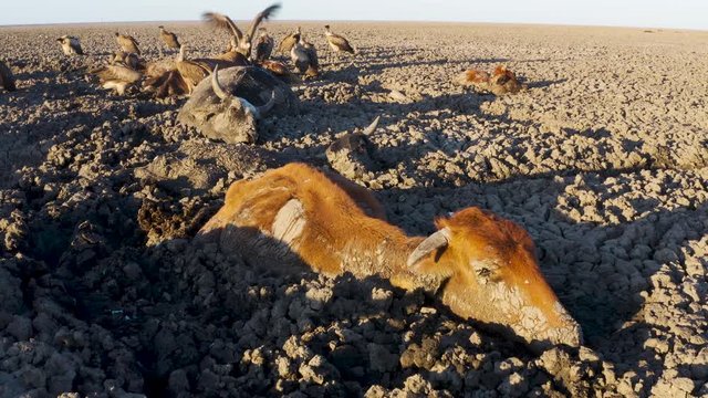 Climate change.Aerial zoom out view of bearly alive trapped cows. Behind them, scavenger birds feed on animal carcasses scattered about the dry Lake Ngami due to drought and climate change, Okavango Delta, Botswana
