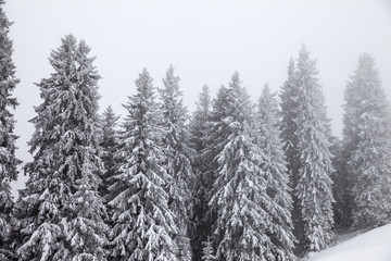 Frozen snow-covered fir forest after snowfall