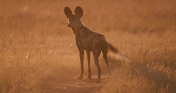 One African wild dog looking into the distance at sunset in the Okavango Delta, Botswana