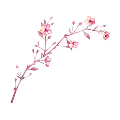 Watercolor sakura illustration. Blossom cherry tree branch isolated on white background.