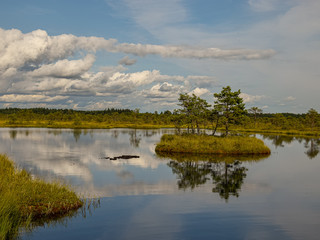 bog landscape with small bog pines, grass, moss and dark bog lake