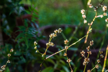 flor