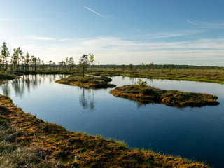 bog landscape with small bog pines, grass, moss and dark bog lake