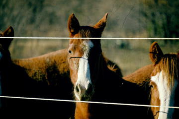 Young mares on fence line during winter season on horse farm.