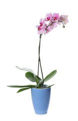 Beautiful potted Phalaenopsis orchid isolated on white