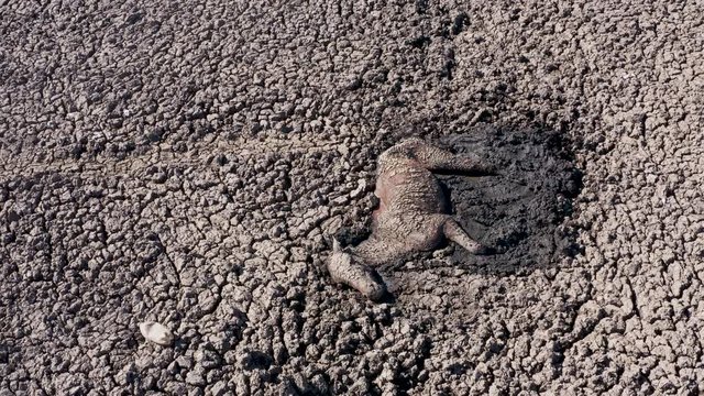 Climate change.Aerial view of a horse trying desperately in vain to kick its way out of thick mud in the drying up Lake Ngami due to drought and climate change, Okavango Delta, Botswana