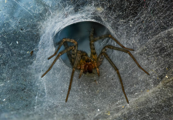Tegenaria domestica