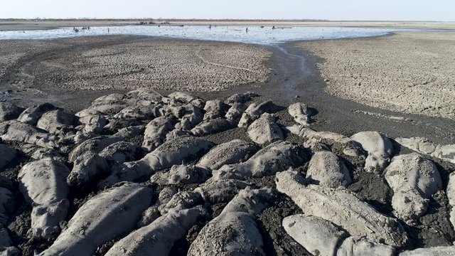 Climate change.Aerial fly over view of fisherman catching catfish in the drying up Lake Ngami due to drought and climate change.Hippopotamus in foreground huddle in last remaining mud,Okavango Delta, Botswana