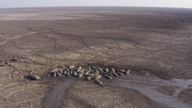 Climate change.Aerial fly over view of a pod of desperate hippopotamus seeking refuge in the remaining mud from the drying up Lake Ngami due to drought and climate change, Okavango Delta, Botswana