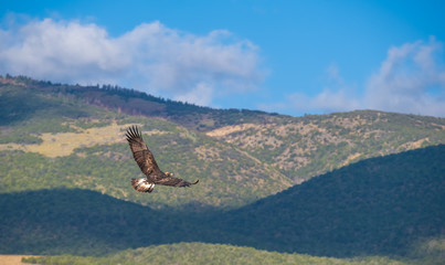 Wild golden eagle, Capitol Reef National Park, south-central Utah, USA