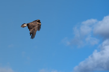 Wild golden eagle, Capitol Reef National Park, south-central Utah, USA