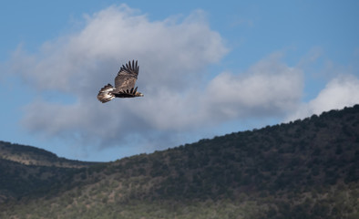 Fototapeta na wymiar Wild golden eagle, Capitol Reef National Park, south-central Utah, USA