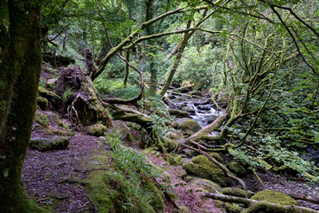 Bosque húmedo en el Parque Nacional Killarney, Irlanda