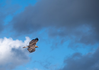 Wild golden eagle, Capitol Reef National Park, south-central Utah, USA