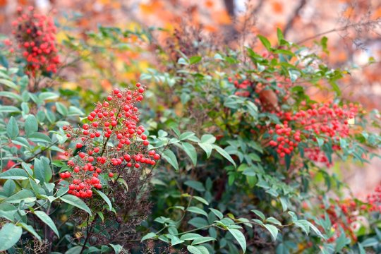 Arbusto con bayas rojas en otoño, Nandina domestica