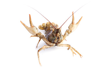 Crayfish, crawfish isolated on the white background.