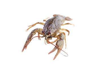 Crayfish, crawfish isolated on the white background.