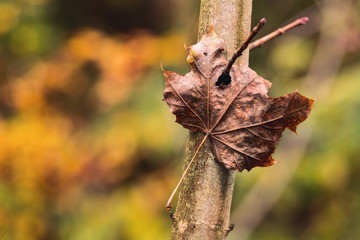 Herbst in Deutschland
