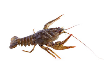 Crayfish, crawfish isolated on the white background.