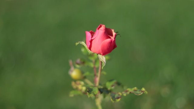 Red rose swaying in the wind