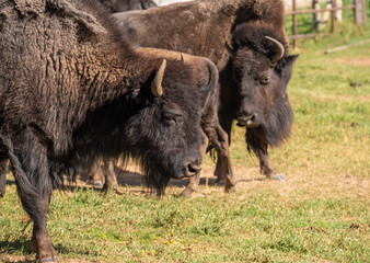 Fototapeta premium Wild American buffalo (Bison) herds on the grasslands of Antelope Island, Great Salt Lake, Utah, USA