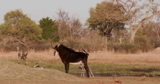 African wild dog interacting with a Sable antelope,Okavango Delta, Botswana