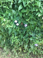 green plants in the garden