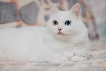 Fototapeta na wymiar animal with eyes of different colors. Odd-eyed cat with blue and almond eyes. Heterochromia. Turkish Angora cat lies on a spotty background.