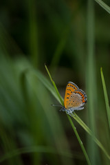 Butterfly on a green leaf
