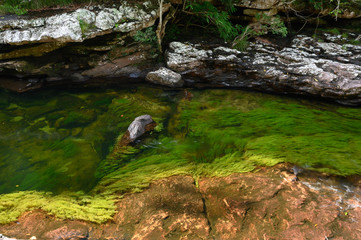 The rainbow river or five colors river is in Colombia one of the most beautiful nature places, is called Crystal Canyon