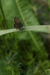 Butterfly on leaf