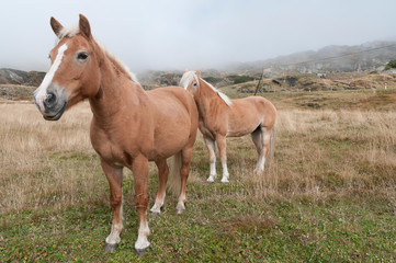 Fototapeta premium Cavallo di montagna