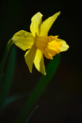 Yellow daffodil on black background