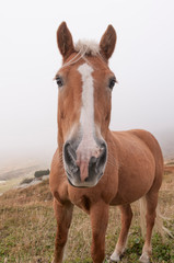 Fototapeta premium Cavallo di montagna