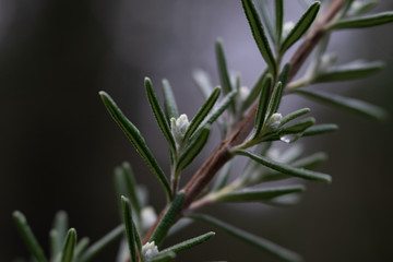 Rosemary bud on a cloudy rainy day