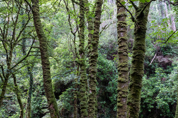Árboles con musgo y líquenes en el Parque Nacional de Killarney, Irlanda