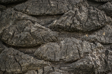 Textura Palmera Fondo