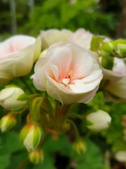 Obraz na płótnie Canvas Close up of pink flower in bloom