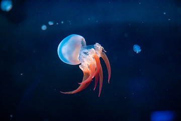 Beautiful jellyfish in the neon light in aquarium