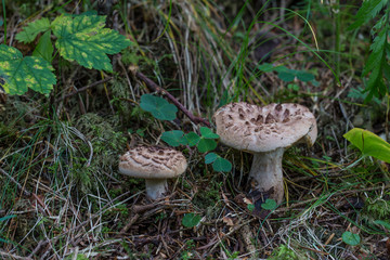 Fototapeta premium brown edible mushrooms (Sarcodon imbricatus) in forest