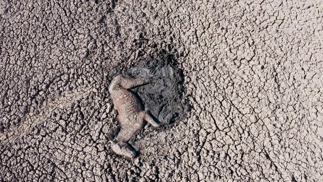 Climate change.Aerial view of a horse lying trapped in thick mud of the  drying up Lake Ngami due to drought and climate change, Okavango Delta, Botswana