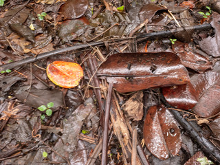 Der Regenwald von Costa Rica bei Monteverde. Die verschiedensten Formen von Blätter und Pflanzen.