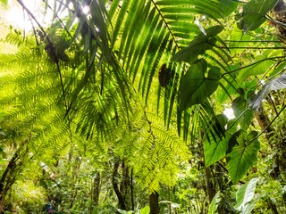 Impressionen aus dem Regenwald von Costa Rica insbesondere aus dem Nebelwald von Santa Elena.