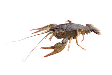 Crayfish, crawfish isolated on the white background.