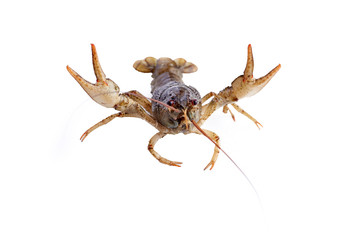 Crayfish, crawfish isolated on the white background.