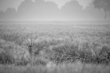 Wildlife in Nord Deutschland
