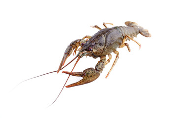 Crayfish, crawfish isolated on the white background.